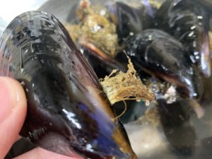 ムール貝の下処理の仕方 プロのレシピ La Table